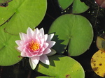 SX24337 Waterlily flower at Floriade.jpg